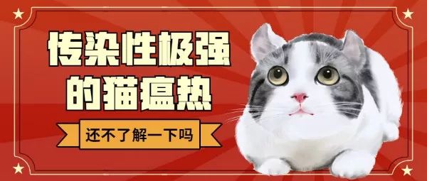 猫瘟热病毒对人有影响吗,能给人传染的猫病有哪些