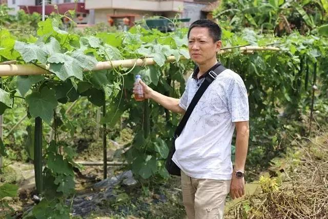 中草药驱赶针蜂,杀灭针蜂的特效药