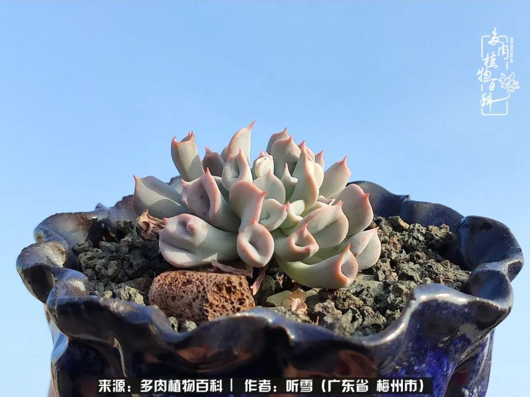 爱上多肉精致生活,爱上多肉我们的减压法宝