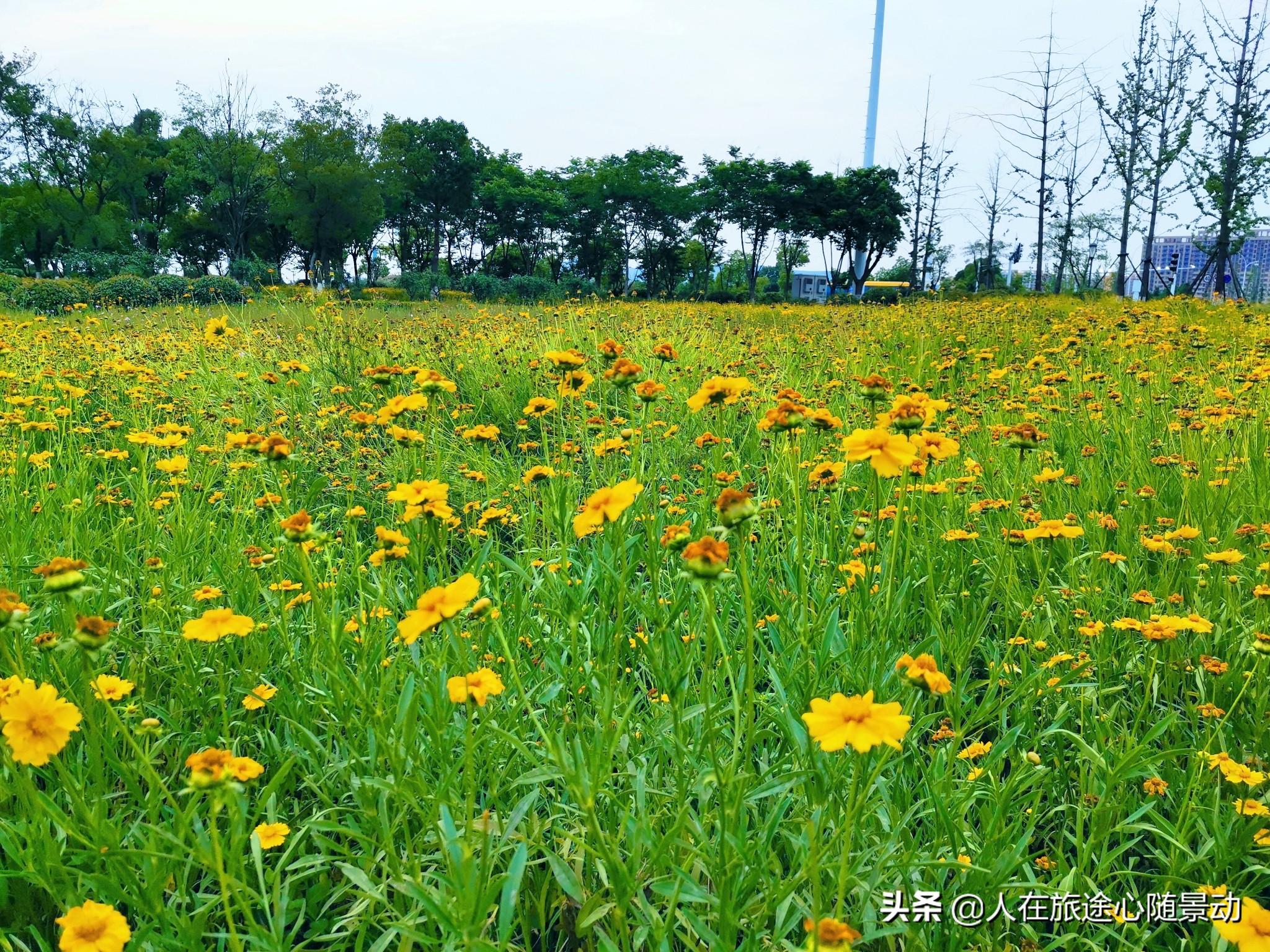 南京面积最大的公园，美不胜收却被游客忽略