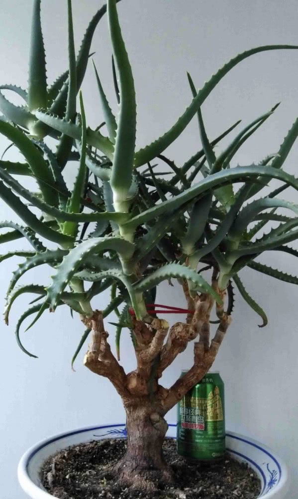 芦荟养10年,芦荟养护和成长变化