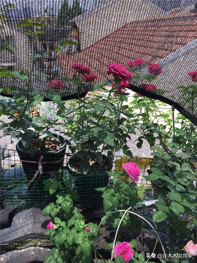 不耐晒的月季夏天怎么办,盆栽月季严重晒伤脱水怎么救