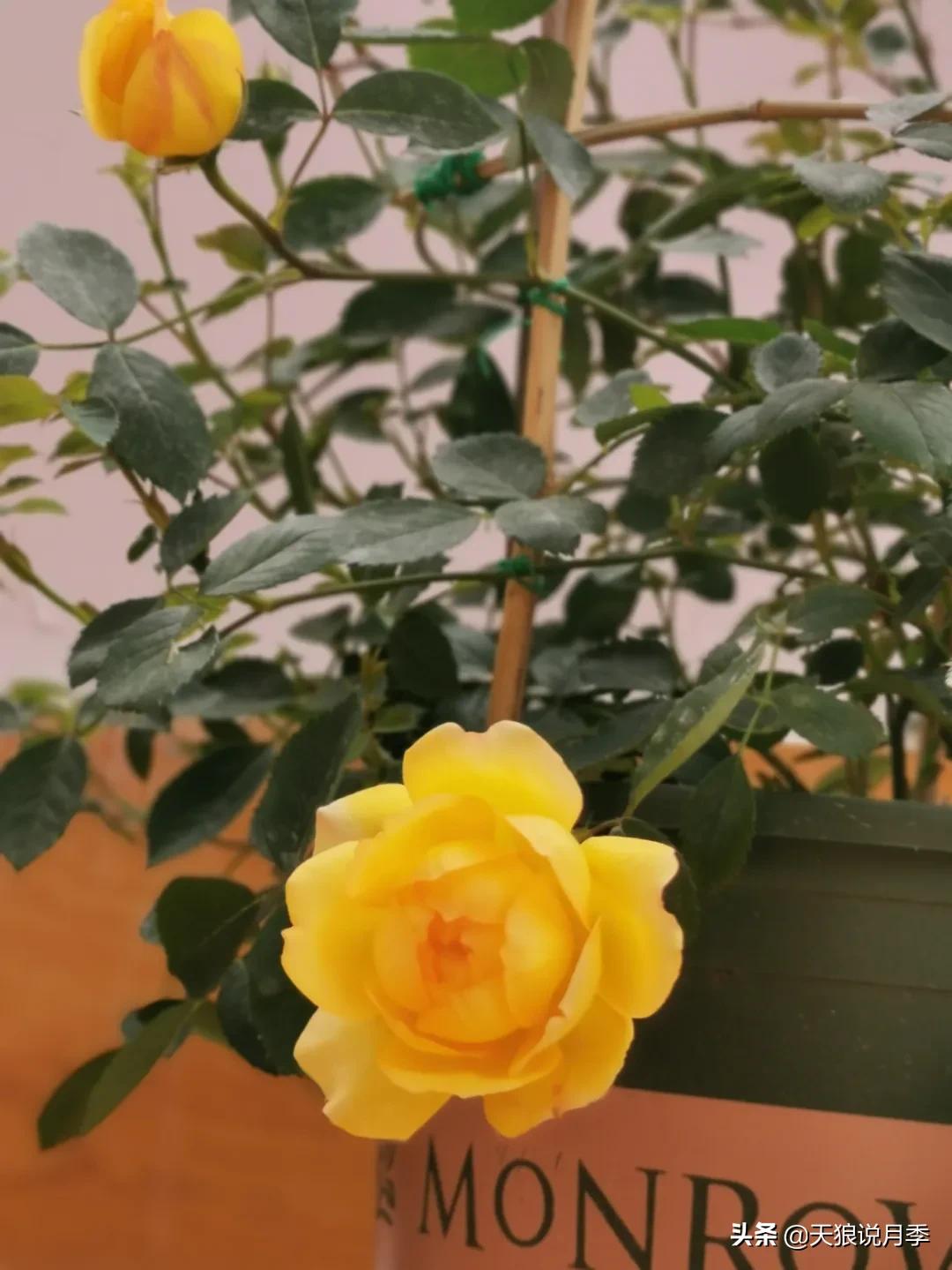 月季花是时候展现真正的技术了 (开春的第一波月季花就这么过去了)