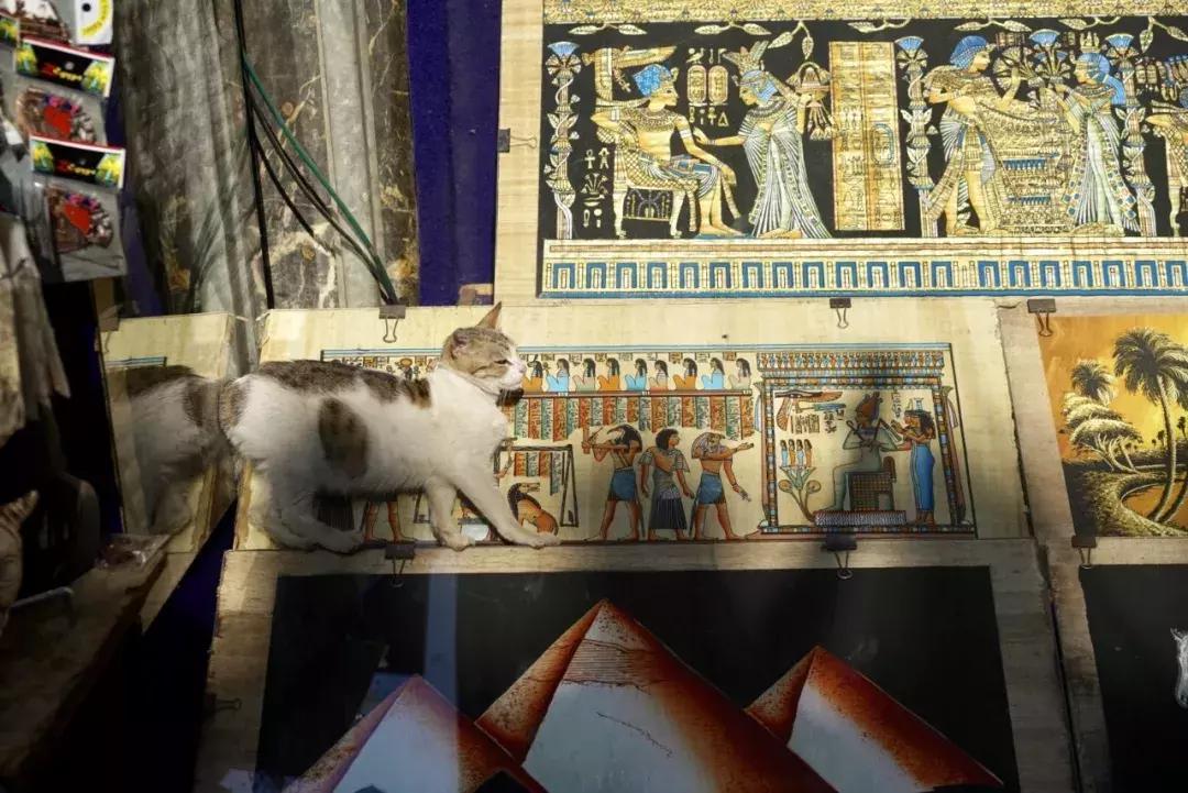 埃及必买的100种东西,埃及有什么好的商品