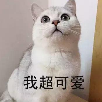 养英短还是俄蓝,养英短蓝猫还是美短好