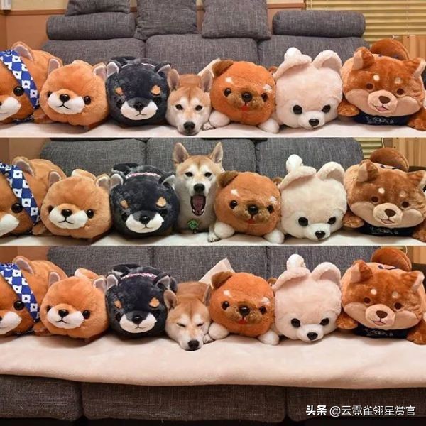 把柴犬放在一堆柴犬玩偶里,日本两只柴犬