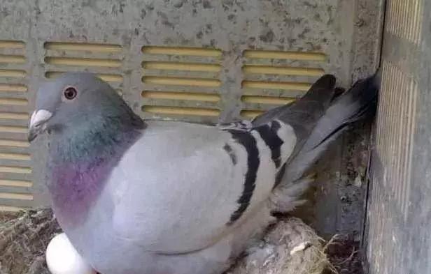 幼鸽出壳到下窝需要做什么,雏鸽出壳后的管理方法