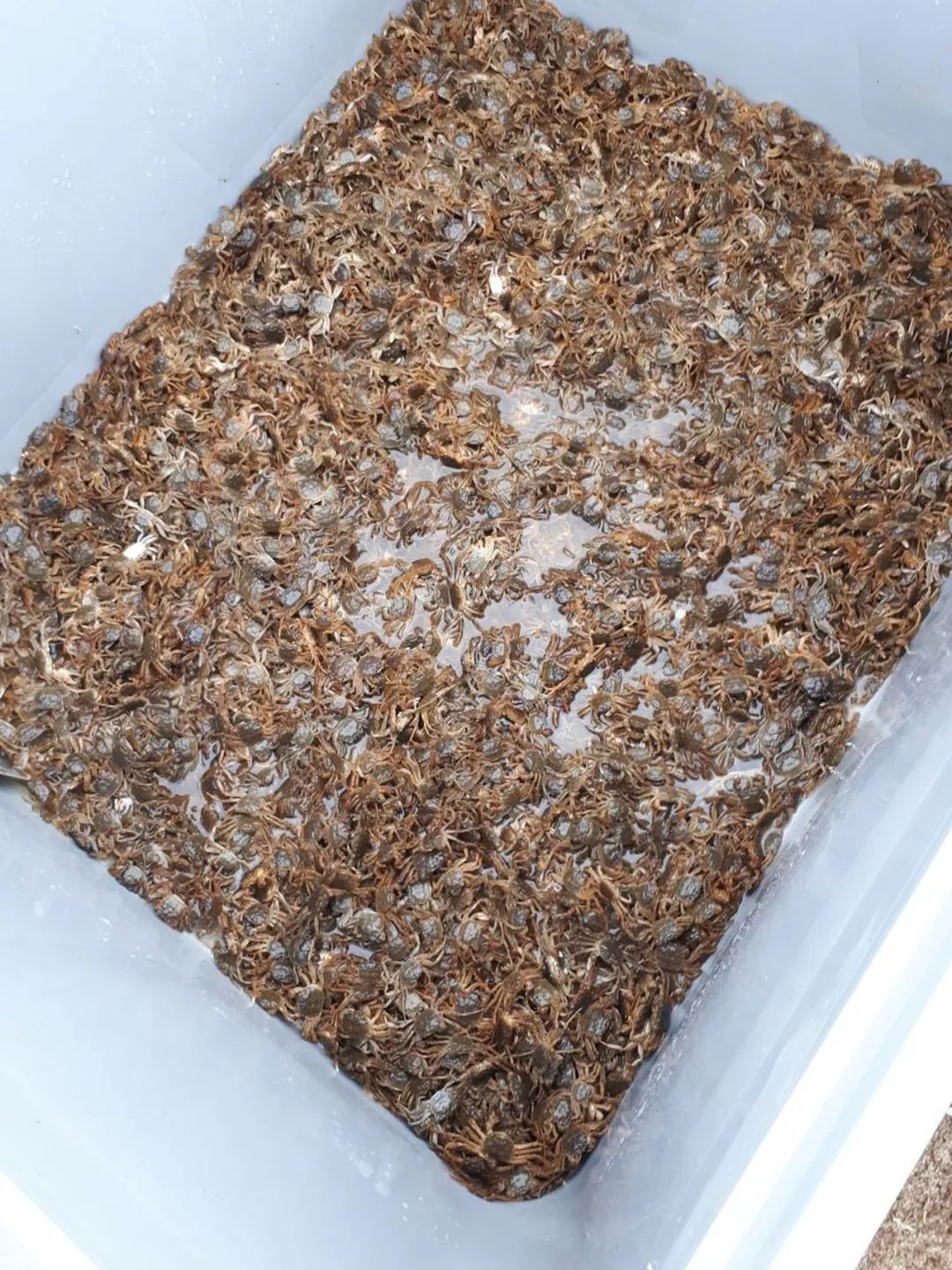 比利时大闸蟹泛滥怎么回事,来聊聊野生海鲜