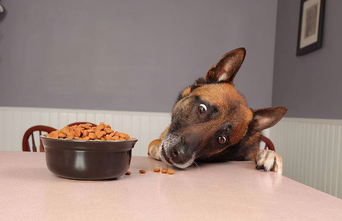 狗狗叫什么名字好听顺口霸气,狗狗叫什么名字霸气招财