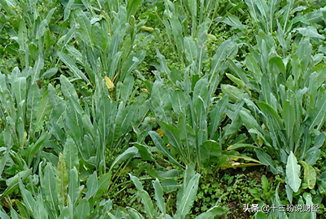 医疗界扫地僧,医药界扫地僧