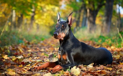 可以保护主人的四种猛犬,十大最佳保护主人的中型犬