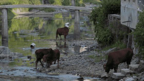 疫情结束房子会降价吗,疫情结束后又发生了什么事