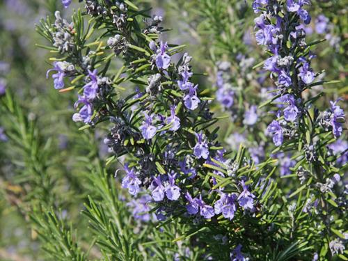 郁金香花中仙子,花中仙子凤仙花