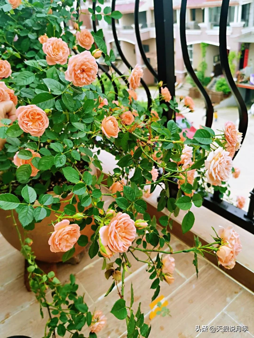 月季花是时候展现真正的技术了 (开春的第一波月季花就这么过去了)