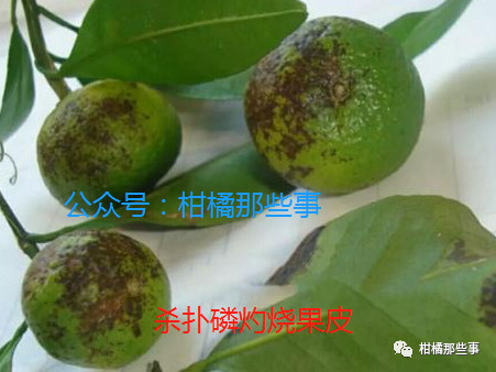 安徽柑橘保花保果的措施有哪些,丰收期柑橘促梢和保果必看