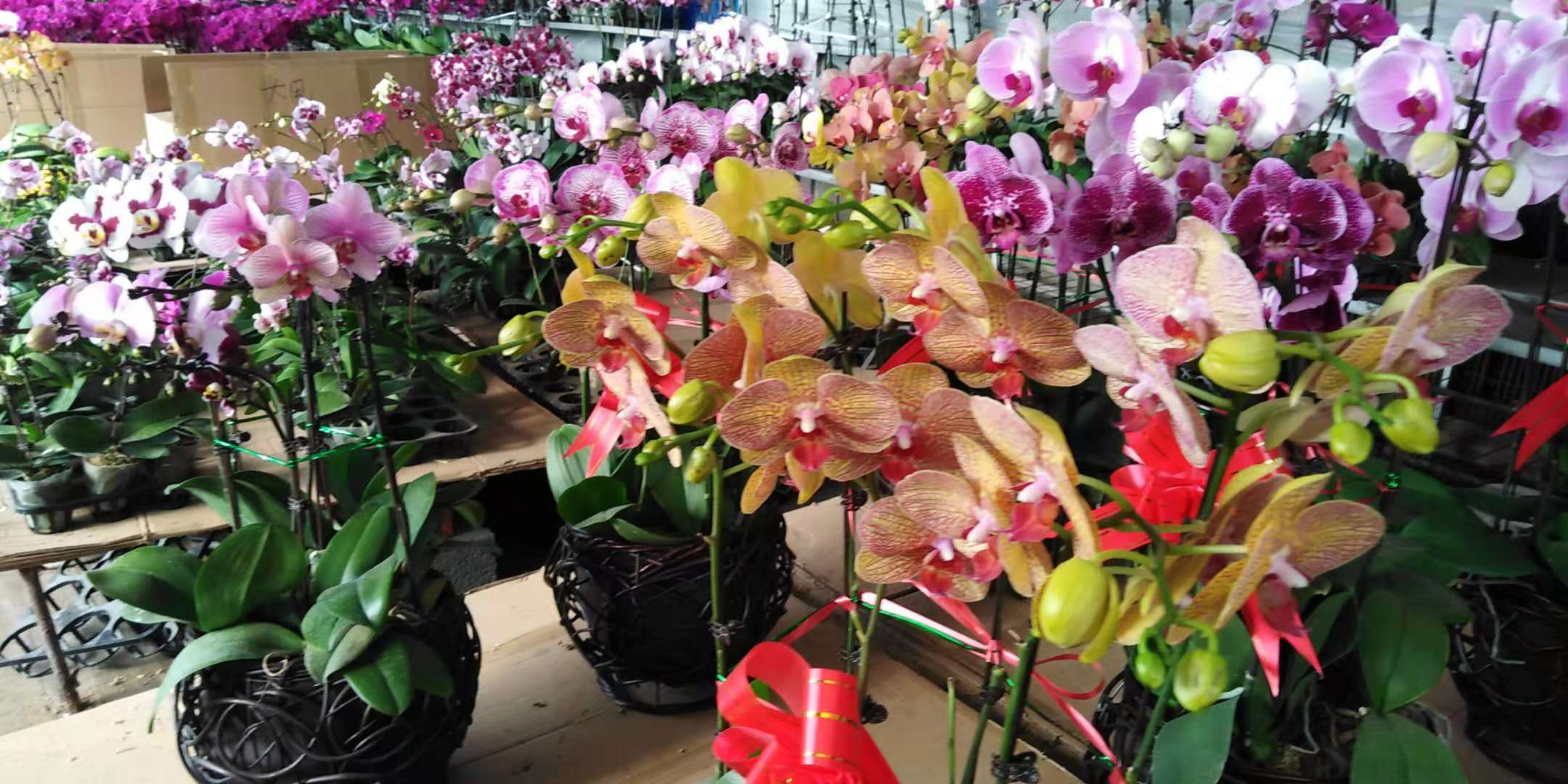 沈阳花卉市场扔花的地方,沈阳花卉市场