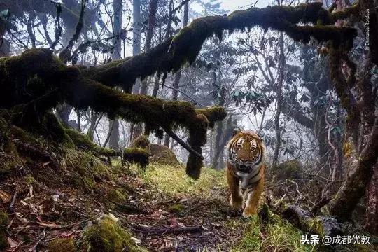 安排！亲子游必打卡：达芬奇IN成都、虫虫总动员、澳大利亚树皮画
