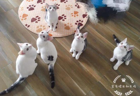 幼猫牙龈发红是什么病,幼猫食欲不振吐绿色液体