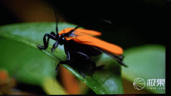 创维a50和q71哪个好,创维q71-8k电视