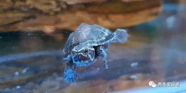 花龟冬眠与死亡的区别,龟冬眠醒后不吃食什么原因