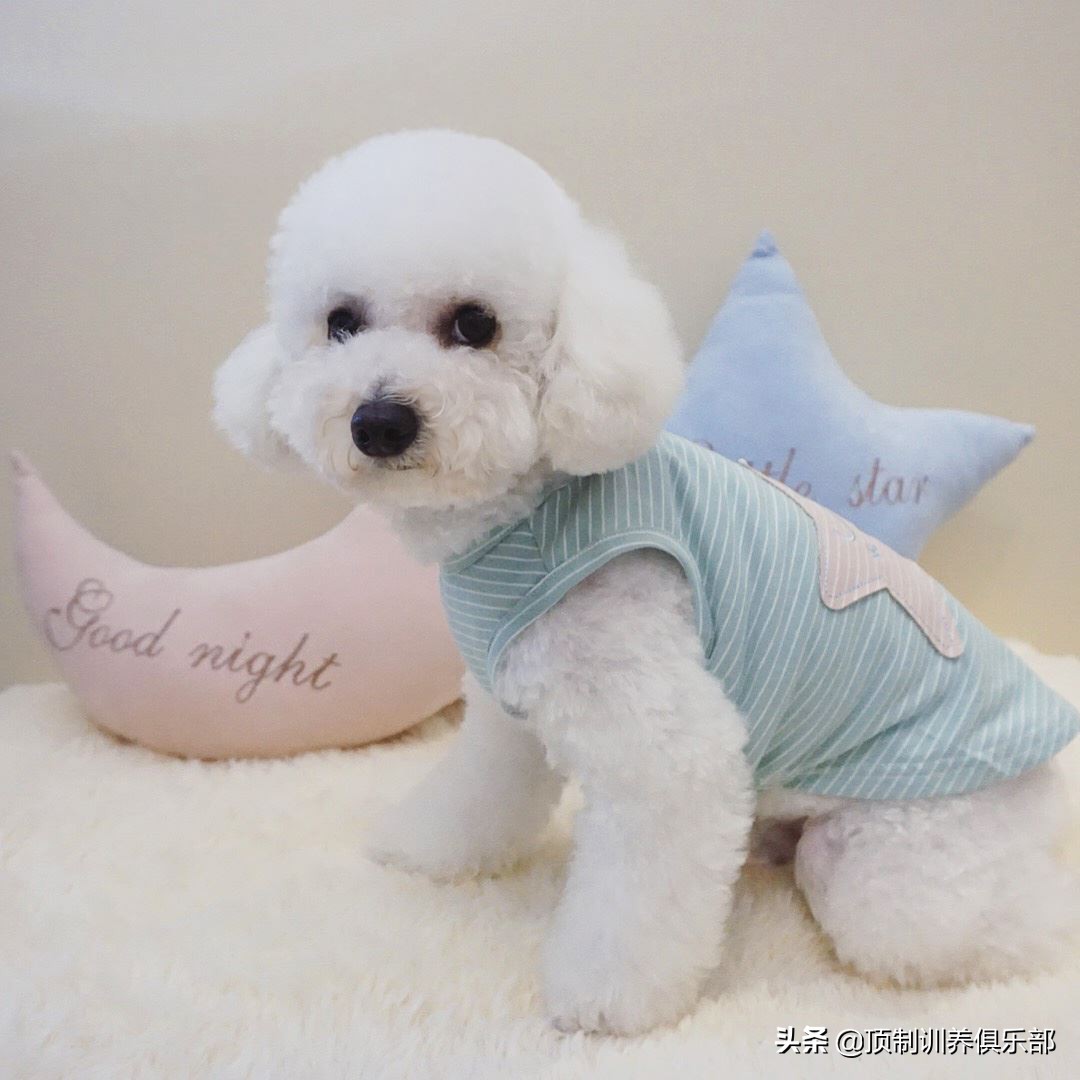 比熊幼犬三个月狗粮要泡水吗,比熊幼犬到新家3天后打喷嚏