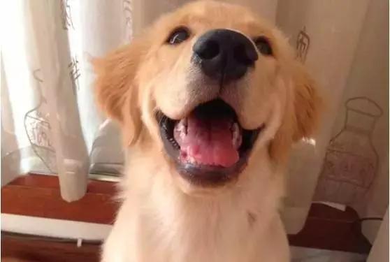 毛孩子初次发情，意外怀孕危害大！怎么办？