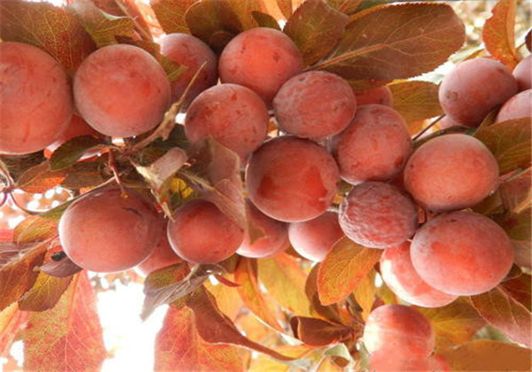 红叶李光雾扦插多长时间浇一次水,红叶李扦插繁殖技术图解大全