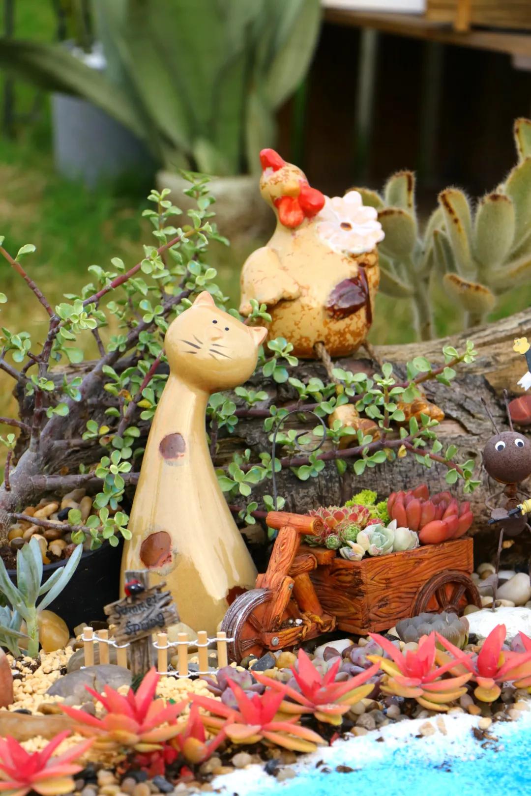 这个年销量上亿株多肉的县城，举办了首届多肉电商节