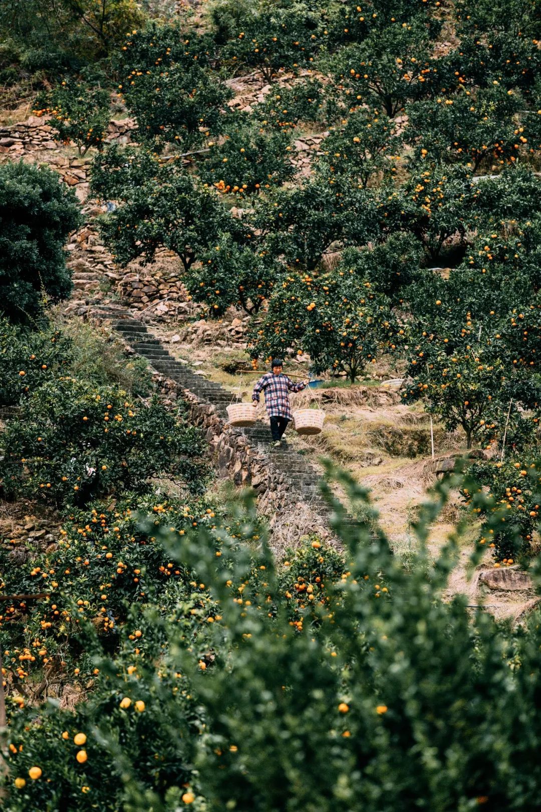 什么是台州畅行码,什么是台州