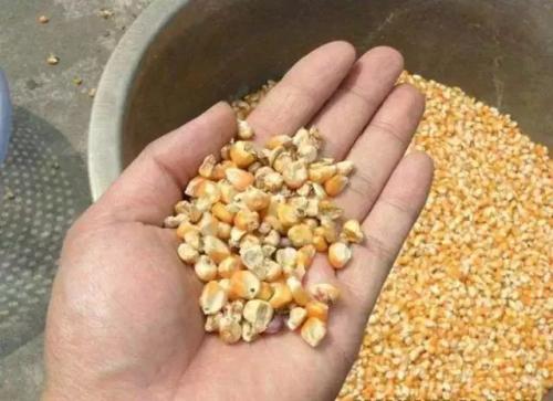 母猪为什么要脱霉菌,霉菌毒素中毒可以用脱霉剂解毒吗