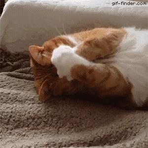 猫老是在被子上踩来踩去,怎么防止猫在被子上尿尿