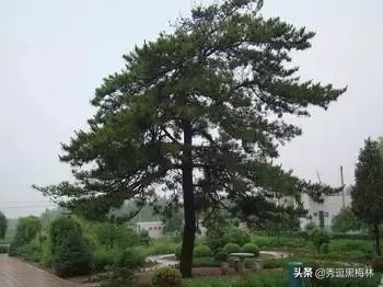 山海经扶桑国记录,山海经中的扶桑文化根