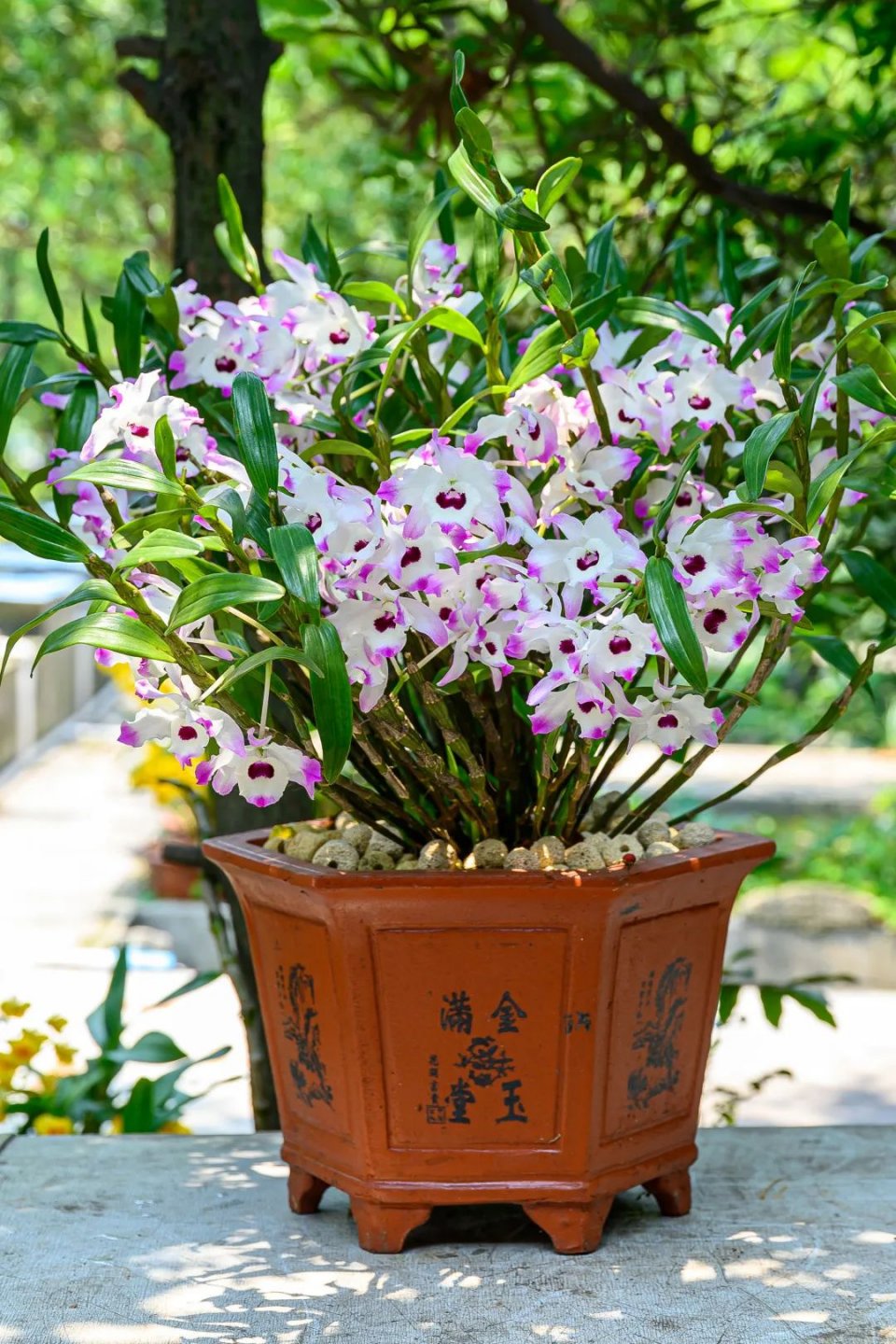 奶奶做豆沙糕视频,奶奶做巧克力奶茶