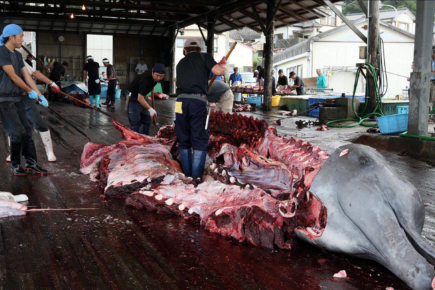 日本为何不禁止商业捕鲸 (日本捕鲸还在继续么)