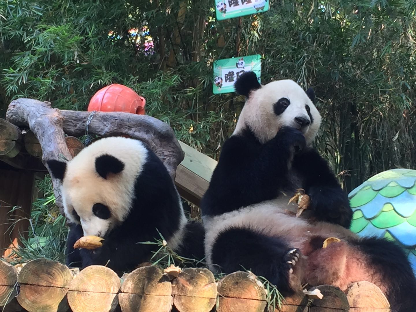 哪里有大熊猫动物园,国宝级大熊猫动物园