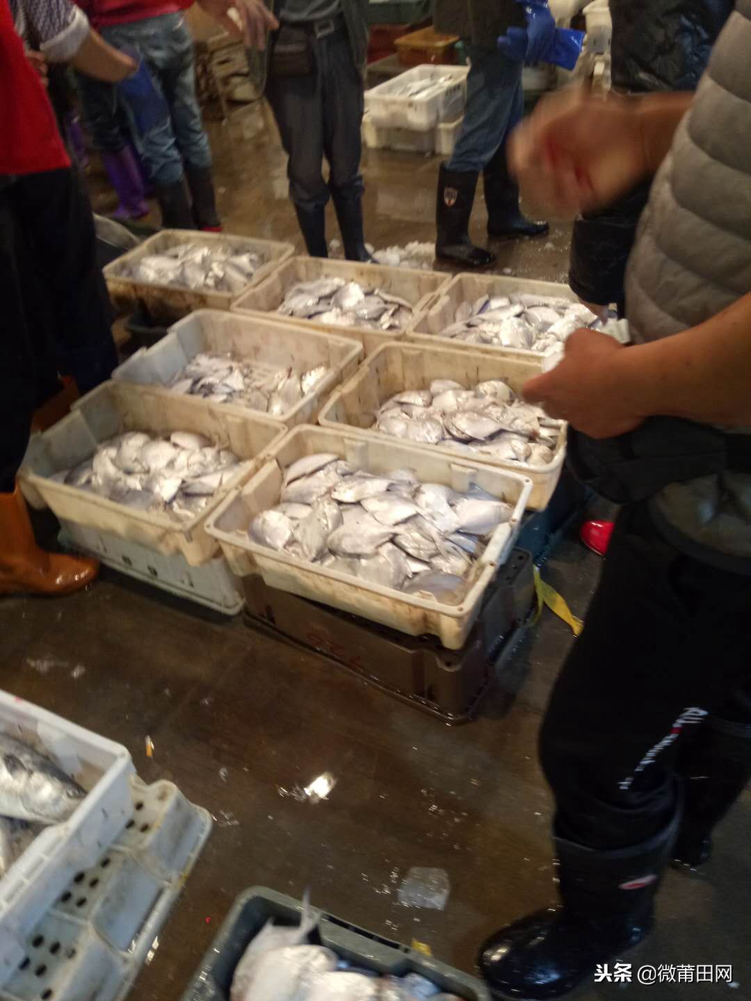 莆田的海鲜批发市场,莆田最大的海产品批发市场在哪里