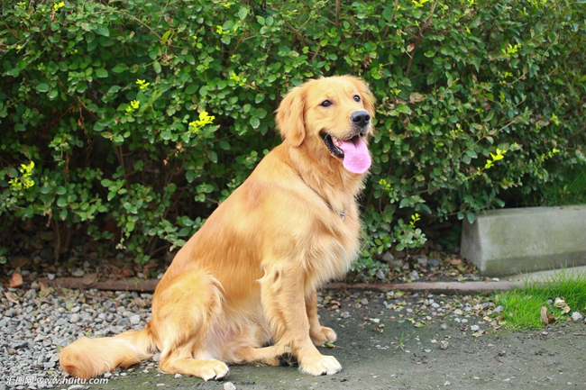 金毛爪子出血怎么办,金毛牙龈发炎