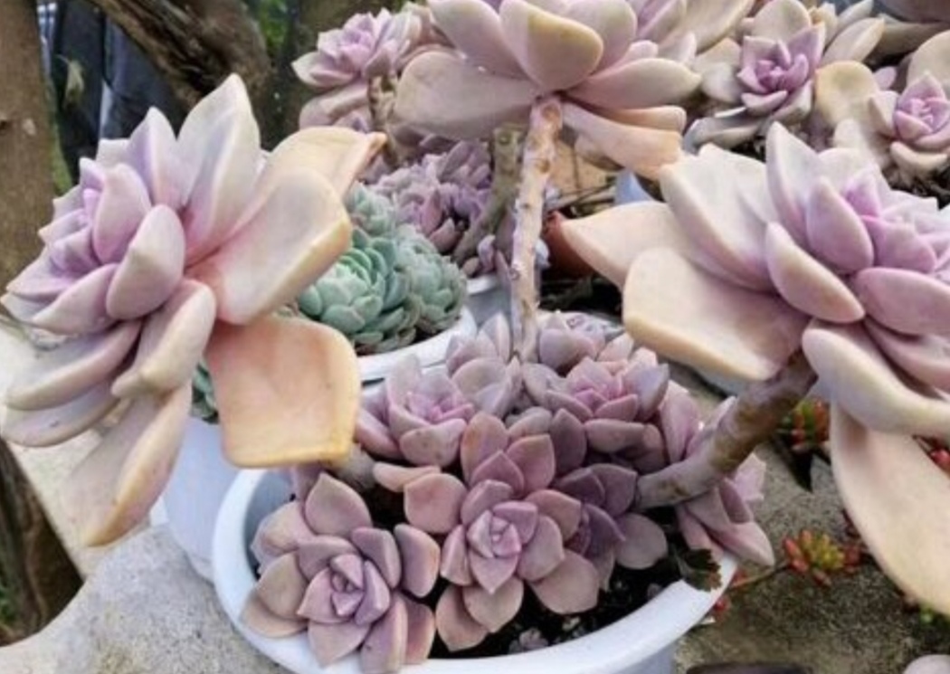 多肉枝干又长又细怎么办,老桩多肉枝条太长