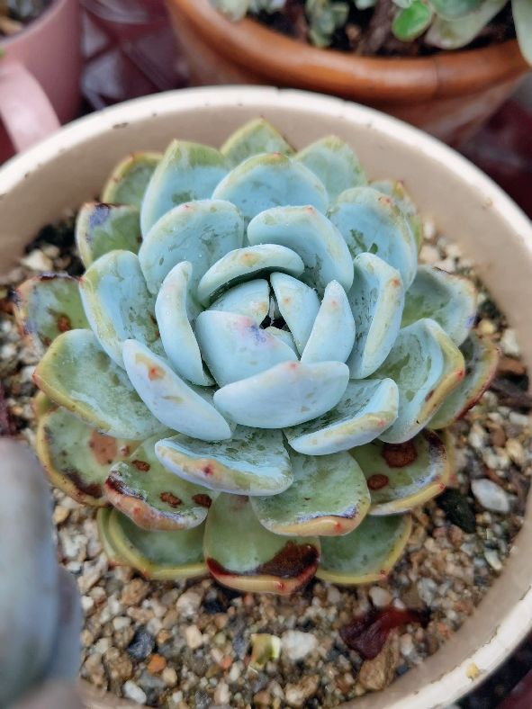 容易度夏的多肉品种图片,容易度夏的多肉植物有哪些