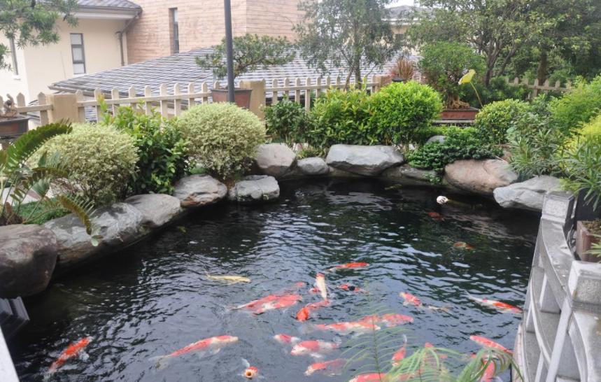 庭院鱼池的最佳位置如何布局,庭院鱼池是深的好还是浅的好