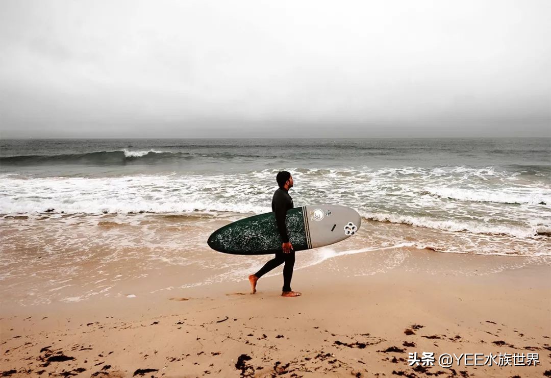 旗鱼在海洋中游动的速度可达290dm,旗鱼速度200公里