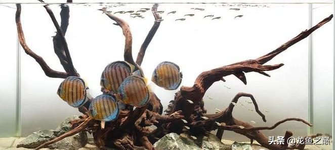 沉木与什么石头搭配造景,沉木造景选树桩还是拱桥