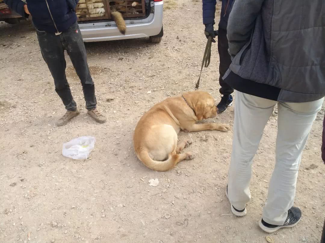 西安售卖拉布拉多犬多少钱一只,附近卖拉布拉多犬幼犬卖多少钱