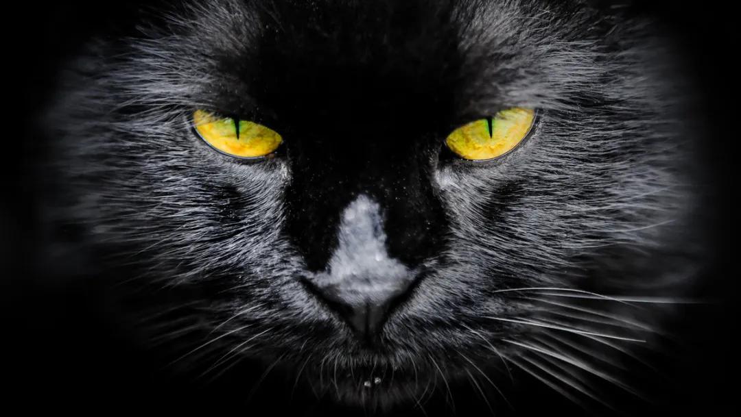 视力不好可以养黑猫吗,眼神不好的千万别养黑猫