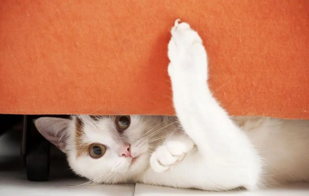 猫咪总是喵喵叫的原因和解决办法,为啥猫咪晚上总是叫