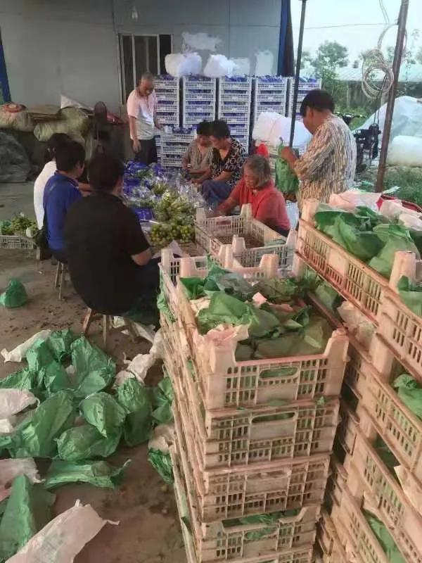 涡阳县丹城镇：在家创业路子宽葡萄铺就致富路