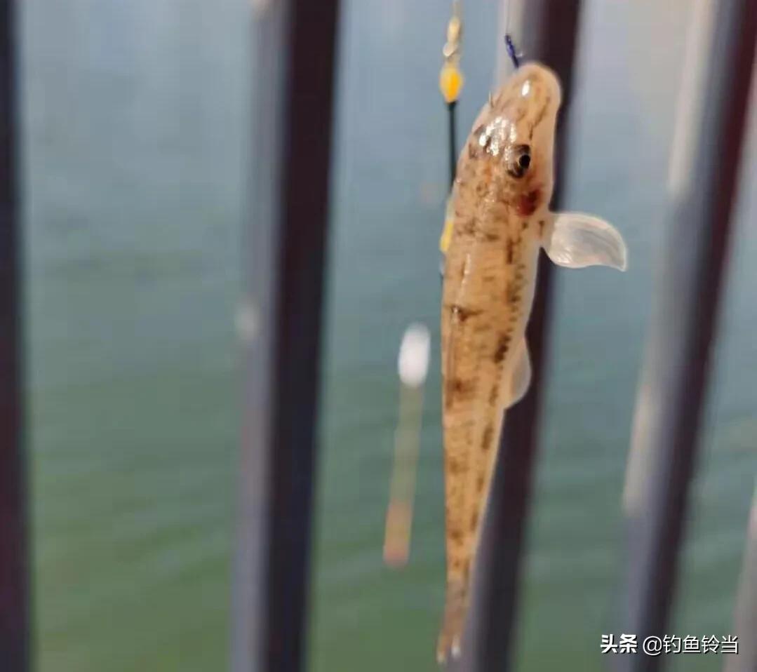 沙钻鱼的营养价值,淡水条纹石斑鱼营养价值