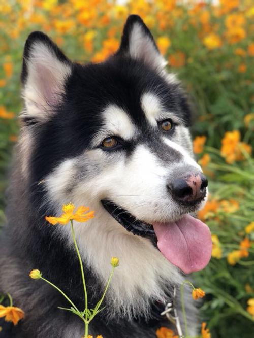 狗狗驱虫药福来恩效果怎么样,驱虫药福来恩和大宠爱哪个好