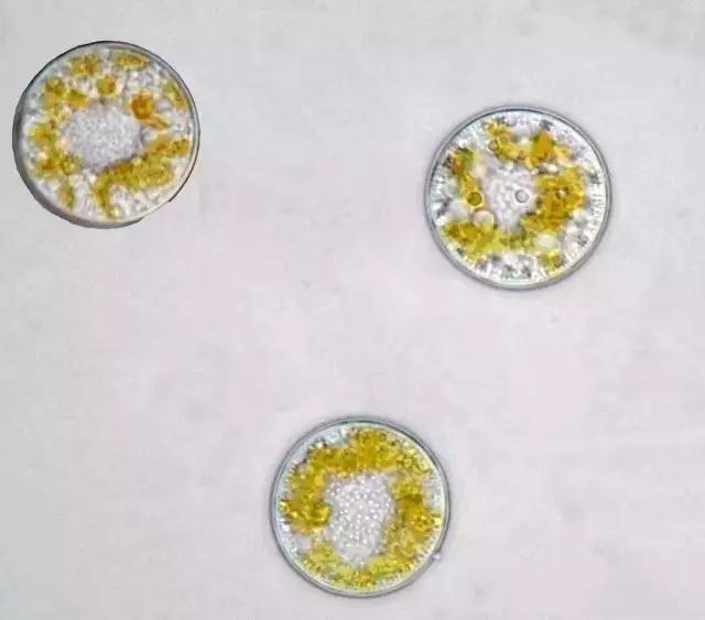 水产养殖业藻类的生命周期,水产养殖常见藻类植物