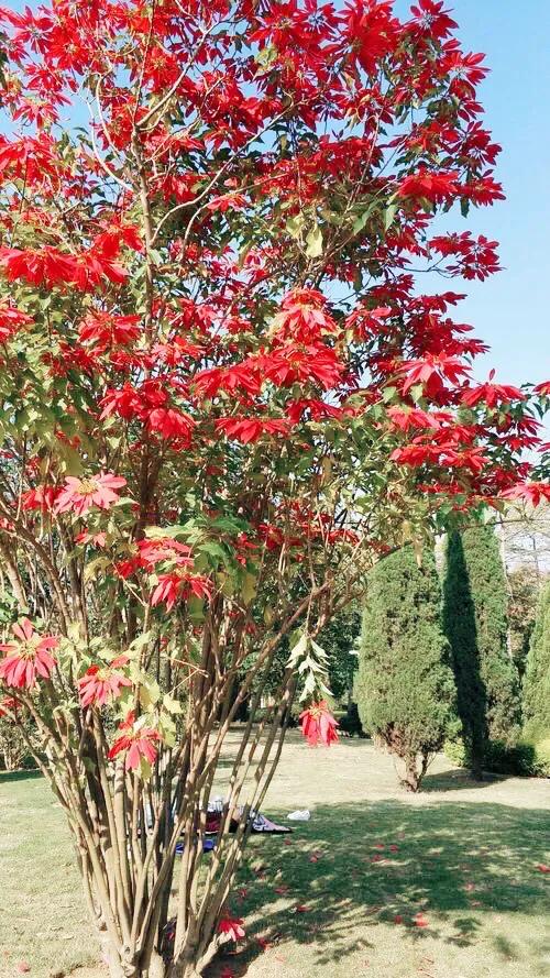 花大色艳的花卉,中国红花花卉大全